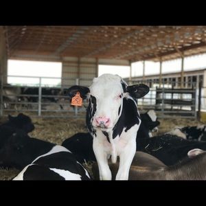 Meet your Posher, Kaylin